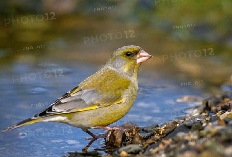 Carduelis Chloris, Chloris Chloris, Greenfinch, Greenfinch, Greenfinch, Greenfinch, Greenfinch, Greenfinch, Greenfinch, Birdbath, Birds, Watering Place
