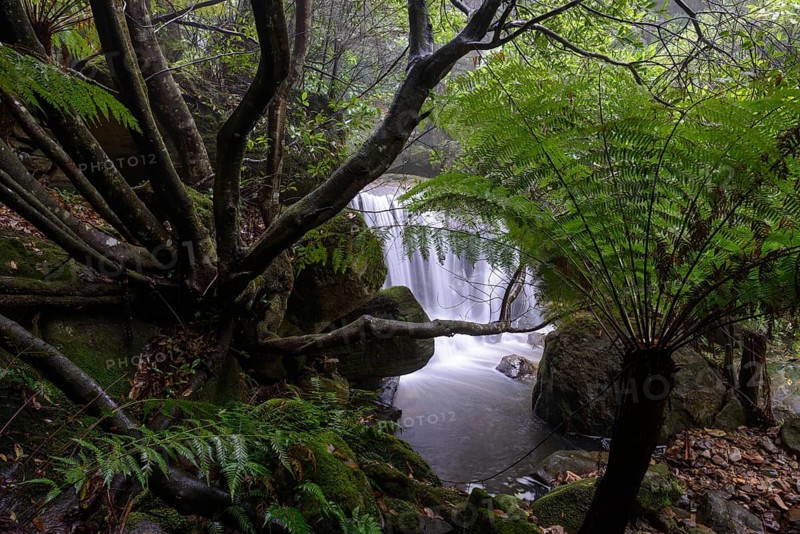 Waterfall in the cool-temperate rainforest of the Blue Mountains, New South Wales, Australia, Katoomba, New South Wales, Australia