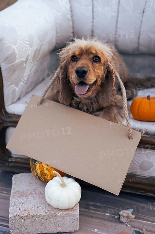 A cheerful dog sits comfortably on a vintage sofa, holding a blank sign with a rope. The cozy atmosphere is enhanced by the presence of small pumpkins and gourds scattered nearby, highlighting the autumn season. Copy space and mock up for text