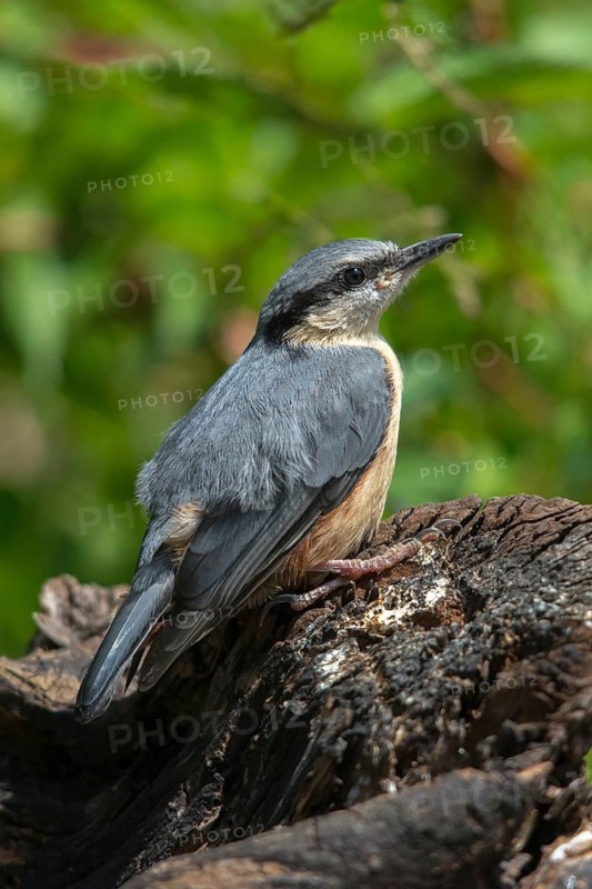 Nuthatch, Sitta Europaea, Birds, Growing, High Size, Portrait, Young Animal, Juvenile, Passeri, Songbirds, Birds