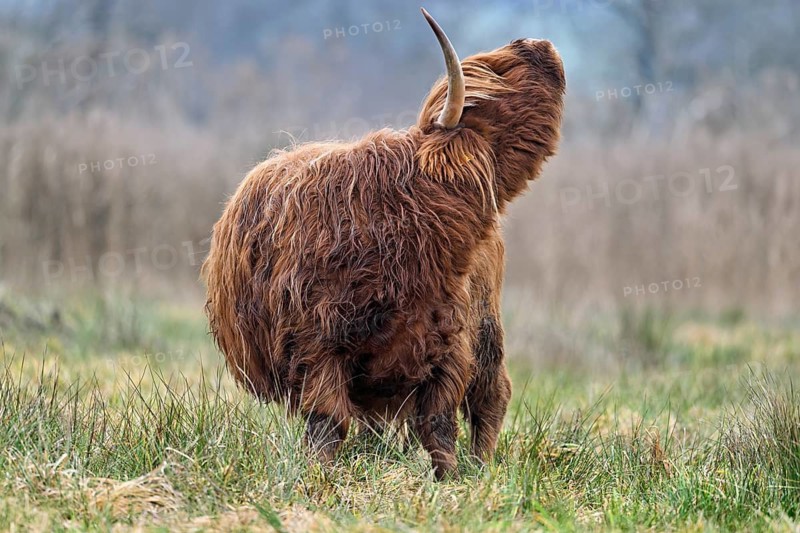 Highland cattle (Bos taurus), adult animal standing in a meadow, Reussspitz nature reserve, Maschwanden, Canton of Zurich, Switzerland