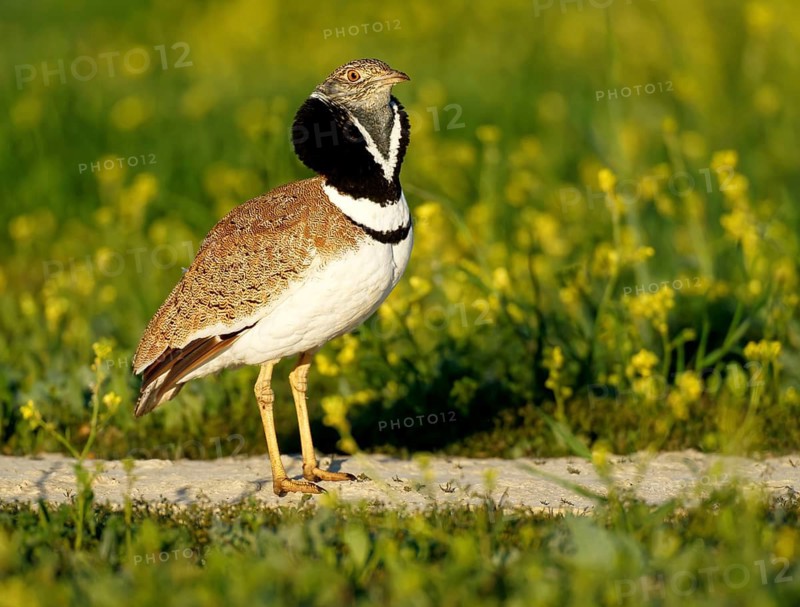 Little Bustard (Tetrax tetrax), at a courtship site amongst a stand of Sharp-seeded Diplotaxis (Diplotaxis virgata), Aragon, Spain