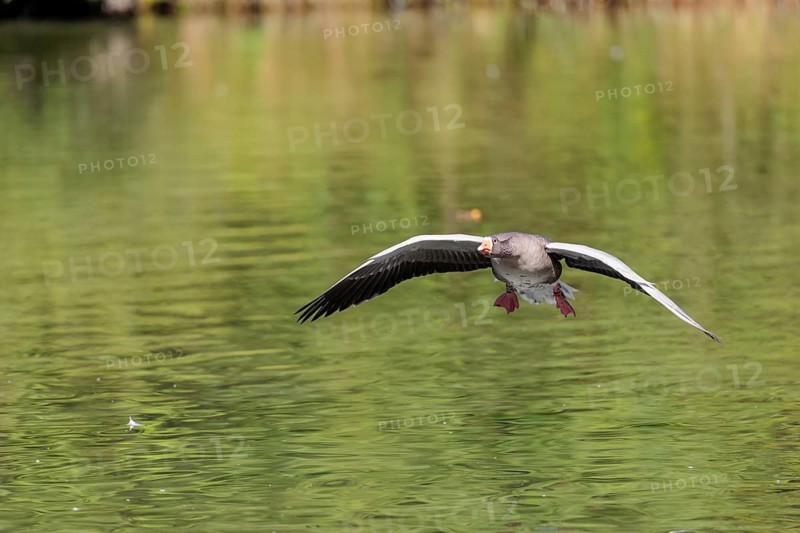 An adult greylag goose (Anser anser) lands on a lake on a sunny day. Bavaria, Germany
