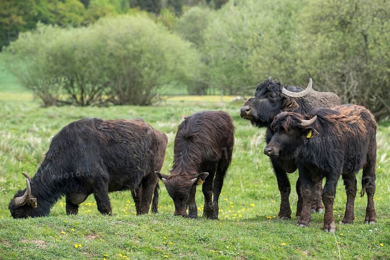 Artiodactyla, Bubalus Arnee, Even-Toed Ungulate, Frießnitzer See, Germany, Greiz, Pairhoofes, Thuringia, Water Buffalo, Grazing, Domesticated Animals, Extensive Grazing, Grazing, Pets, Mammals, Vogtland