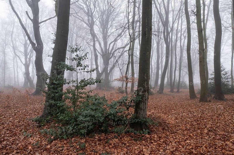 Beech forest (Fagus sylvatica) in the fog, Emsland, Lower Saxony, Germany