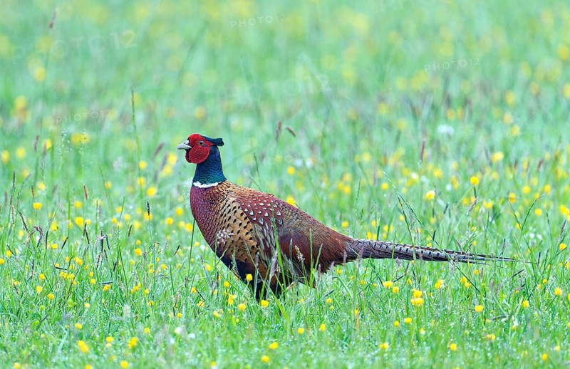 A pheasant cock (Phasianus colchicus torquatus) in a colourful meadow
