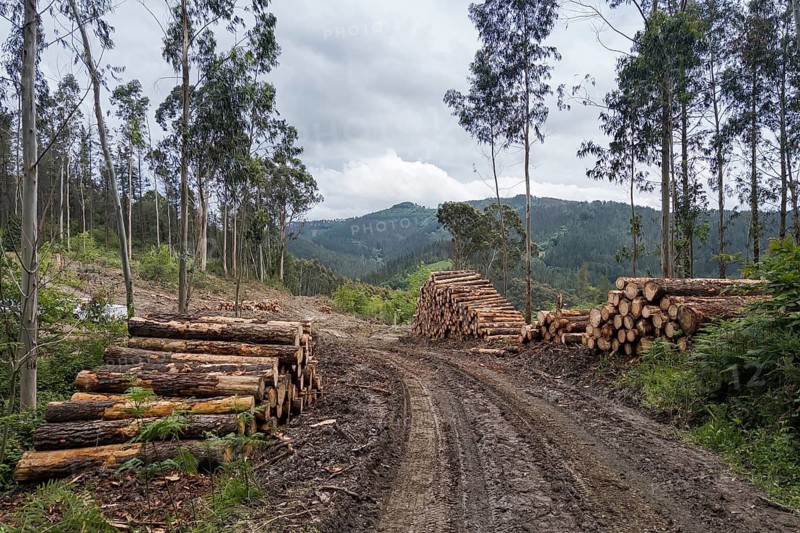 Forest clearance in the Spanish Highlands, Bizkaia, Spain