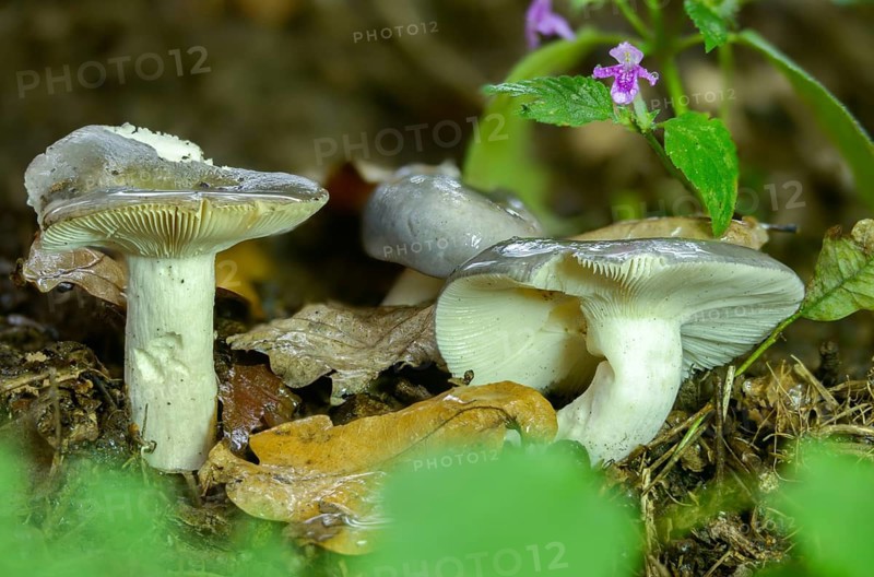 Bluefing, bluebird, bluebird, blueish dove, womanbird, green thief, purple-green dove, russula cyanoxantha, violet-green woman-dove, charcoal burner, fungi, fungus, mushrooms