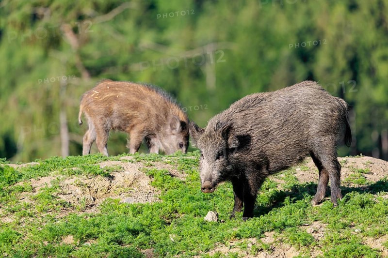 Two wild boars (Sus scrofa) search for food on a mound in a green clearing on a sunny morning. Bavaria, Germany