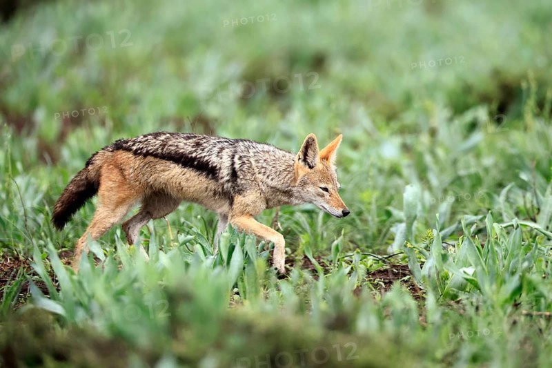 Black-backed jackal (Lupulella mesomelas), adult, stalking, alert, foraging, Kruger National Park, South Africa