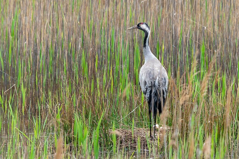 Brandenburg, Crane, Germany, Grus Grus, Crane, Nabu, Nabu Project, National Natural Heritage, Grünhaus Nature Paradise, Post-Mining Landscape, Birds, Brood, Gruidae, Gruiformes, Greenhouse, Crane Birds, Nest, Wagbirds, Birds