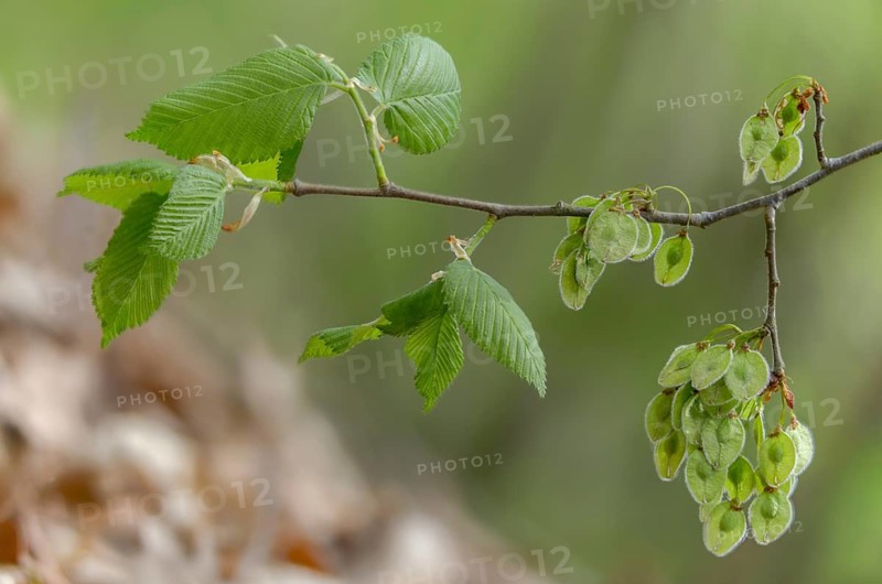 Mountain elm, ulmaceae, elm family, elm glabra, bellicose, wych elm, flora, fruit, plants, seeds