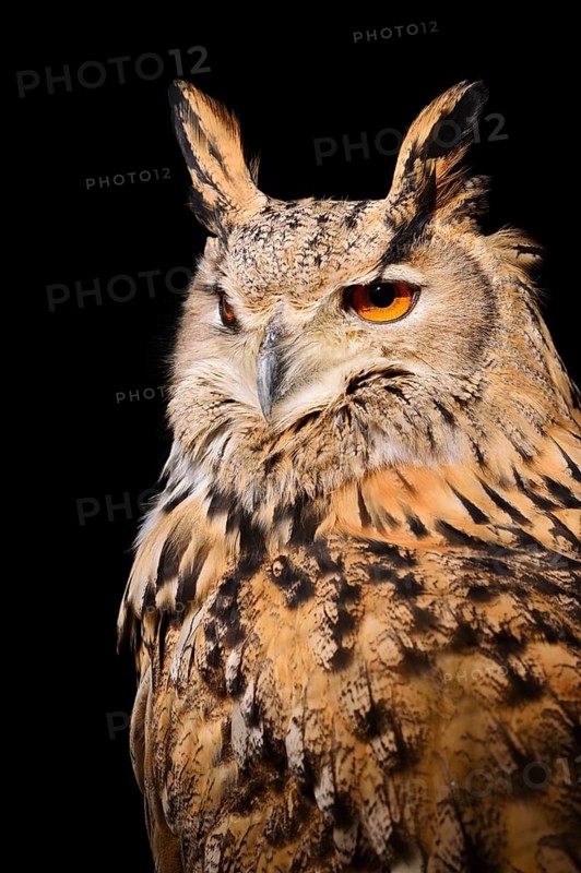 Siberian Eagle Owl (Bubo bubo sibiricus), portrait, in captivity, found in Russia and Siberia
