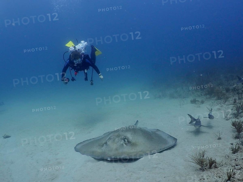 A female diver approaches a Southern Stingray (Hypanus americanus) on the seabed in crystal-clear waters at the Breakers dive site, Palm Beach, Florida, USA