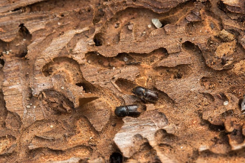 Letterpress, curculionidae, European spruce bark beetle, spruce bark beetle, large eight-toothed spruce bark beetle, ips typographus, weevils, beetles, bark beetles, coleoptera, insects, beetles