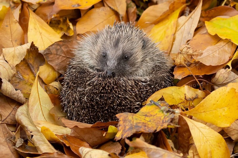 European hedgehog (Erinaceus europaeus) adult animal resting on autumn colour leaves in a garden, England, United Kingdom