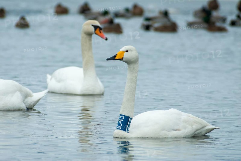 Cygnus cygnus, cygnus olor, mute swan, whooper swan, anatidae, birds, duckbirds, collared swan, swan, swans, swan, swans, birds, waterbirds, waterbirds