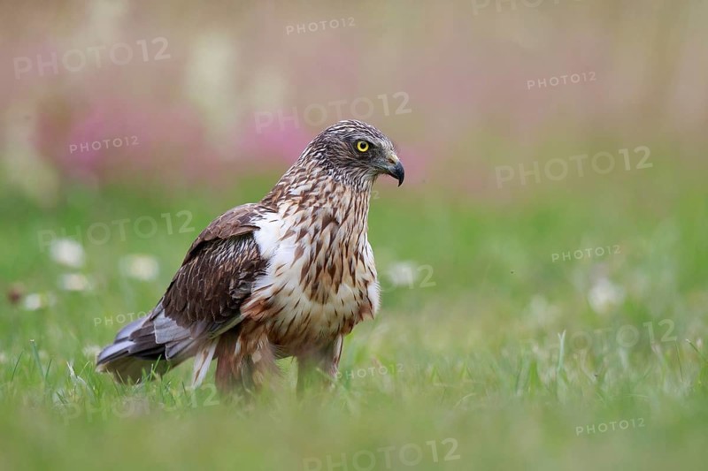 Western Marsh Harrier (Circus aeruginosus) male on grassland, Poland
