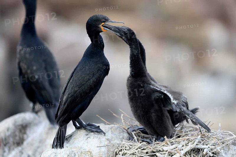 Cape cormorant (Phalacrocorax capensis), adult, two chicks, feeding, nest, on rocks, Betty's Bay, Stony Point Nature Reserve, Western Cape, South Africa