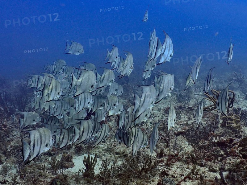 A school of Atlantic spadefish (Chaetodipterus faber) swimming above a reef underwater, at the Breakers dive site, Palm Beach, Florida, USA