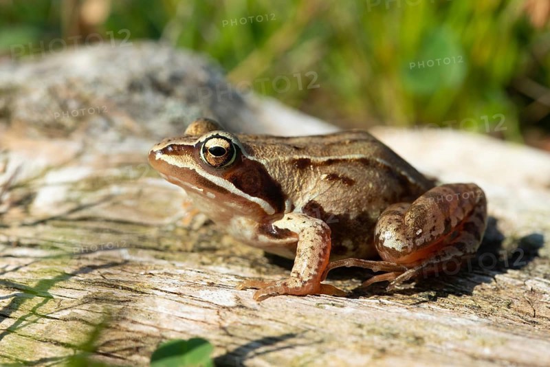 Moor frog, moor frog, rana arvalis, amphibians, amphibians, frog, frogs, amphibians