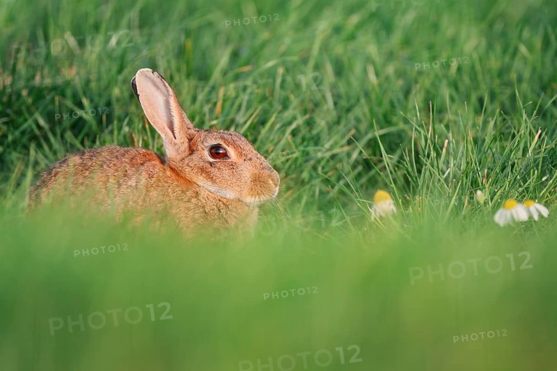 Wild rabbit (Oryctolagus cuniculus), North Rhine-Westphalia, Germany