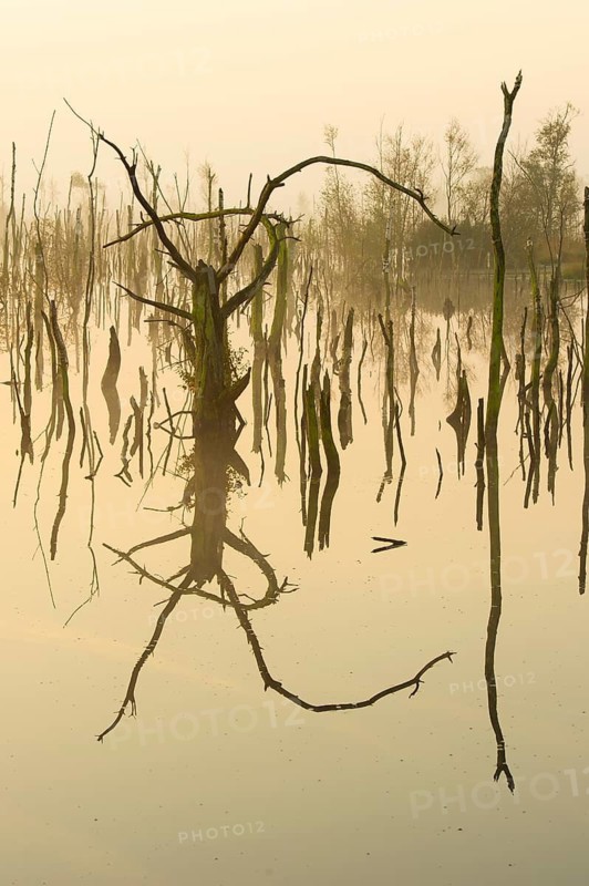 Misty moor at daybreak, Goldenstedt, Lower Saxony, Germany