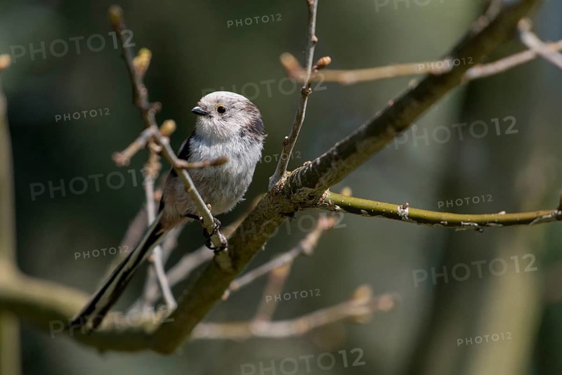 Aegithalos caudate, long-tailed tit, birds, tits, passeri, songbirds, songbirds, tits, birds