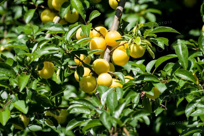 Ripe mirabelle plums (prunus domestica subsp. syriaca) on a tree, Germany