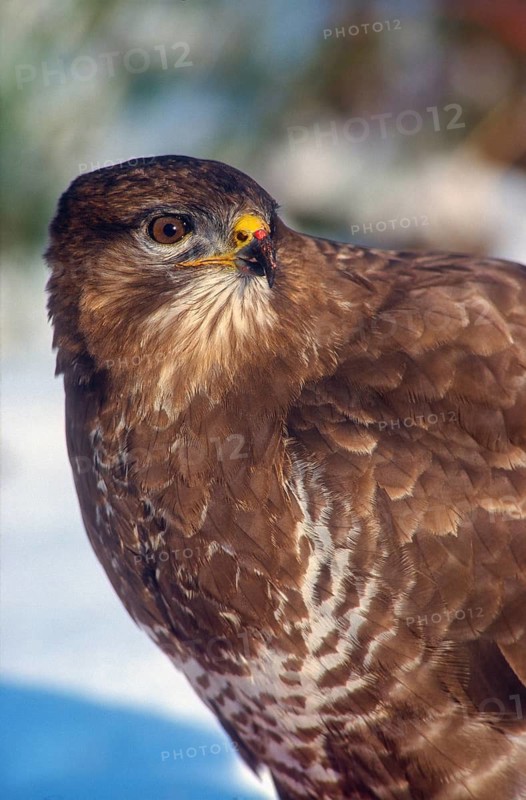 Accipitriformes, Buteo Buteo, buzzard, buzzard, birds of prey, high size, portrait format, raptors, birds, winter