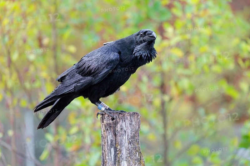 A common raven (Corvus corax) fitted with a GPS transmitter perches on an old fence post amid autumn-colored bushes. Austria