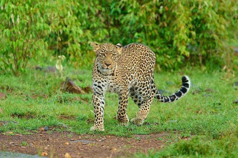 A leopard stares intently at its prey in the wilderness, Leopard (Panthera pardus), Masai Mara National Reserve, Narok County, Kenya
