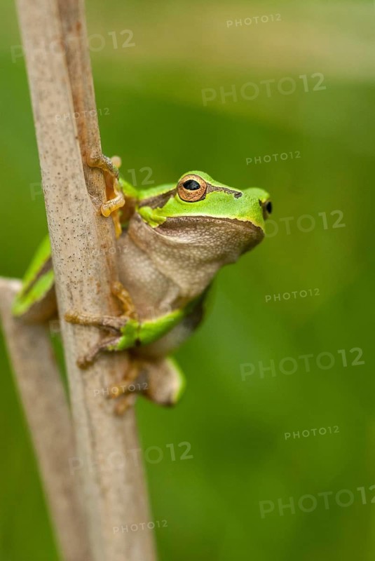 Eastern tree frog, hyla orientalis, tree frog, amphibians, amphibians, Bulgaria, frog, frog, high size, portrait format, amphibians, eastern tree frog