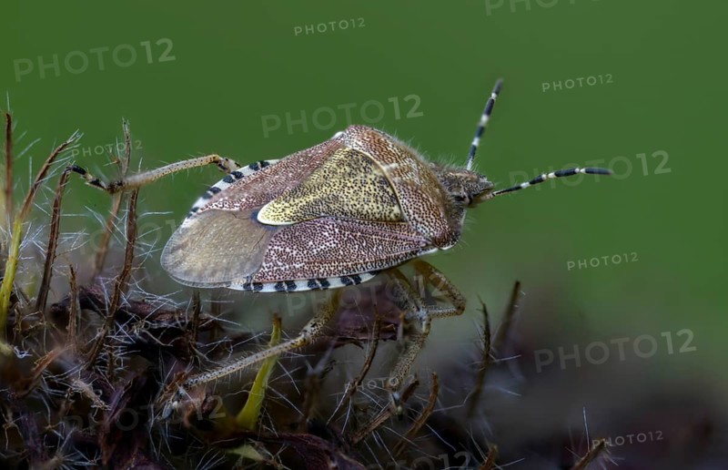 Berry bug, Dolycoris baccarum, hairy shield bug, heteroptera, sloe bug, insects, bugs