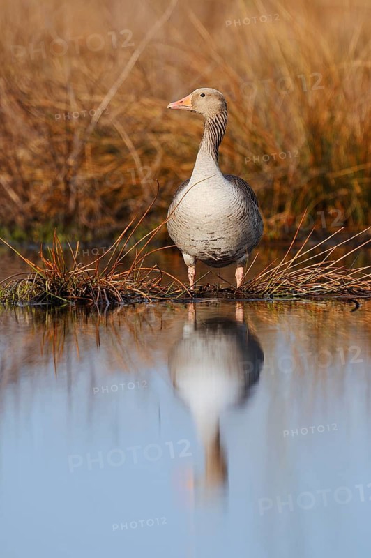Greylag goose (Anser anser) standing on the bank, North Rhine-Westphalia, Germany