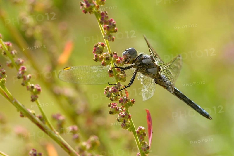 Orthetrum Brunneum, southern skimmer, southern blue arrow, flew off, anisoptera, blue arrow, damselflies, dragonflies, insects, dragonflies, odonata, sailing barks
