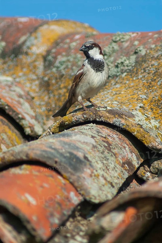 House sparrow, passeri, songbirds, extremadura, sparrow, birds, extremadura, high size, portrait, male, passeri, songbirds, Spain, sparrow, sparrow, sparrow, sparrow, sparrow, birds