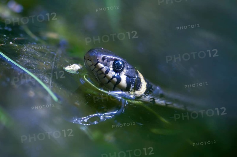 Grass snake, Natrix Natrix, grass snake, in water, reptilia, reptiles, ringed snake, snakes, snakes, water, water snake