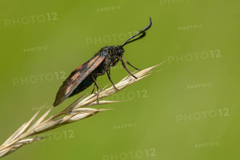 Wetland ram, five-spot burnet, clover ram, marsh horn clover ram, zygaena trifolii, flew off, blood droplets, butterfly, insects, moths, moths, moths, moths, moths, butterfly, ram
