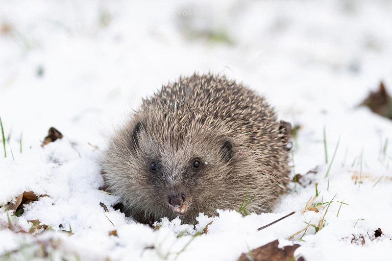 European hedgehog (Erinaceus europaeus) adult animal in a snow covered garden in winter, England, United Kingdom