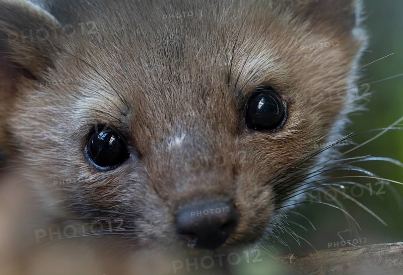 Portrait of a stone marten (Martes foina) at its sleeping spot, close-up, eyes, July, Denmark