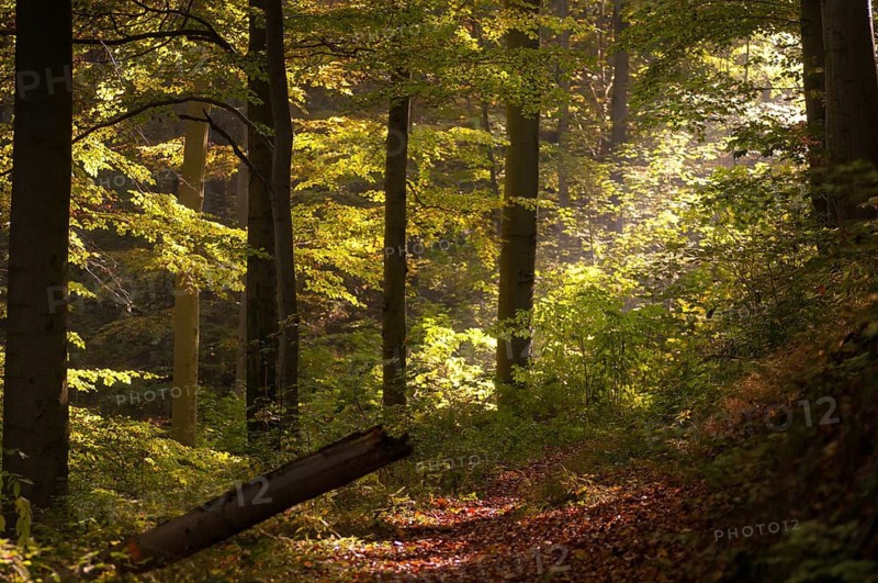 Beech plants, fagaceae, fagus sylvatica, Germany, Greiz, European beech, Thuringia, old wood, autumn, tree, beech, beech forest, trees, common beech, European beech, flora, autumn, landscape, plants, tree, Vogtland, forest, wood