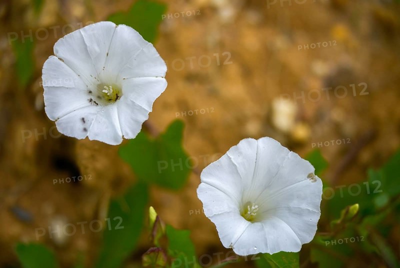 Calystegia sepium, real fence wind, rutland beauty, fence winch, bellbind, bugle vine, flora, granny pop out of bed, heavenly trumpets, hedge bindweed, plants, plants