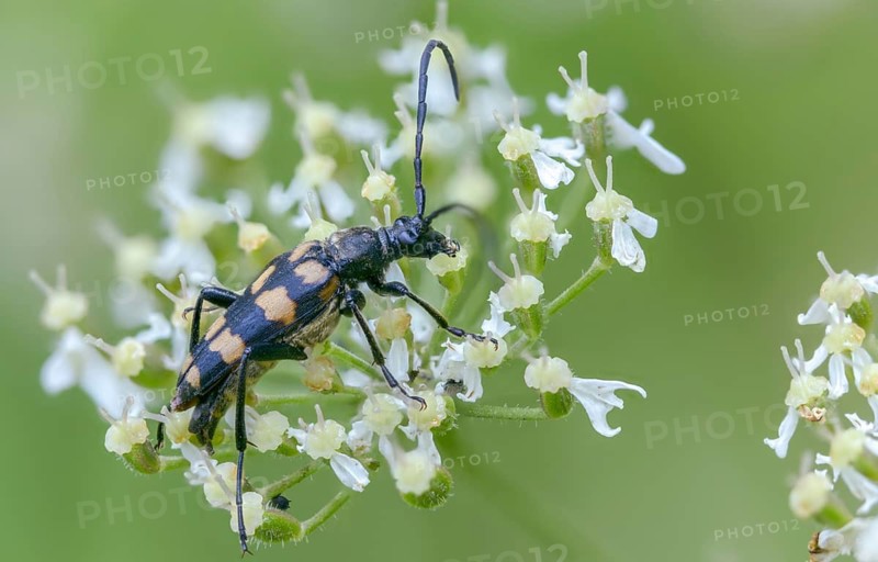 Cerambycidae, four-banded longhorn beetle, leptura quadrifasciata, strangalia quadrifasciata, four-legged narrowbuck, beetle, longhorn beetle, coleoptera, insects, beetles