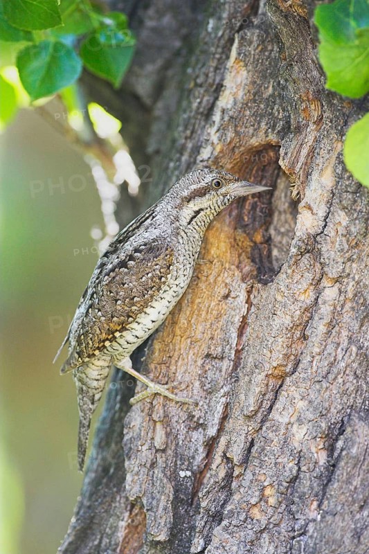 Animals, birds, Lake Neusiedl, Austria, Wryneck (Jynx torquilla), Austria, Lake Neusiedl, Austria