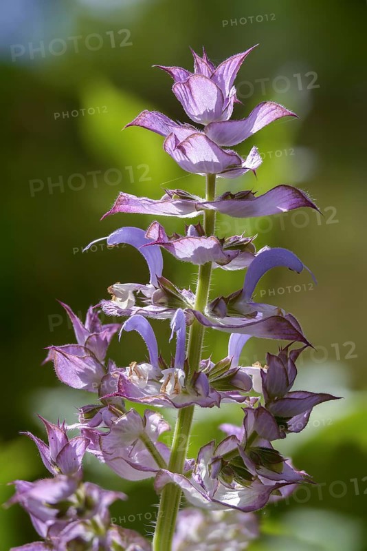 Nutmeg sage, clary sage, roman sage, salvia sclarea, scarlet herb, scarlet, charlei, clary sage, flora, high size, vertical format, plants, plants