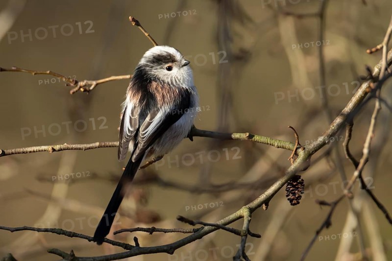 Long tailed tit (Aegithalos caudatus) adult bird on a tree branch, England, United Kingdom