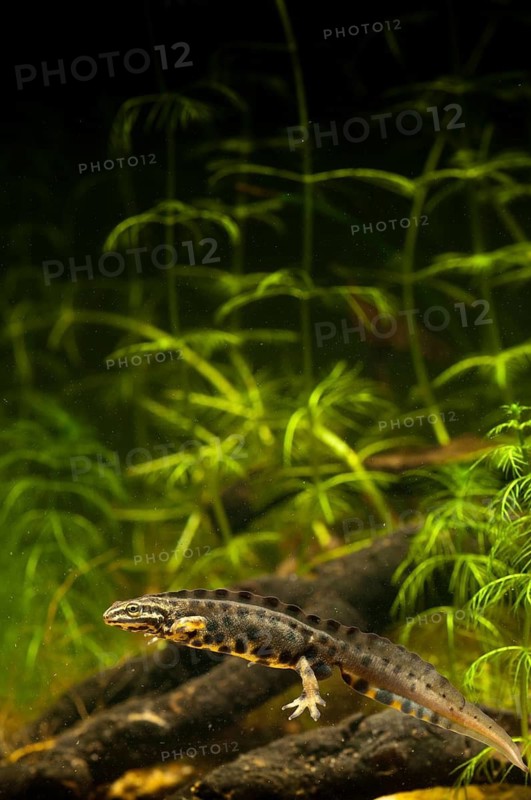 Lissotriton vulgaris, smooth newt, triturus vulgaris, amphibians, amphibians, high size, portrait format, amphibians, male