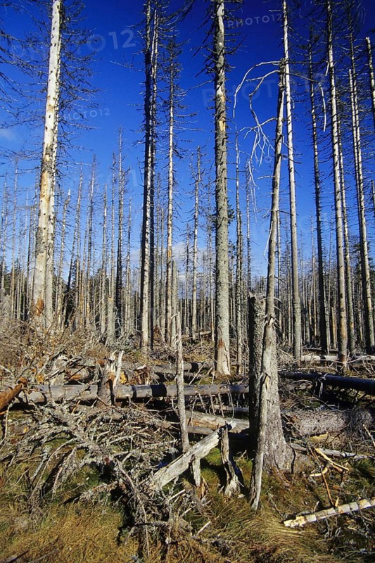 Nature, environment, forest dying, Bavaria, Germany, Saurer Regen, Nature, dead Wood, Bavaria, Germany, Bavaria, Germany