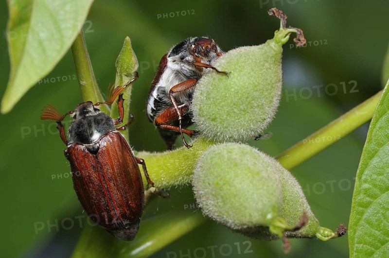 Animals, insects, May beetles, beetles, Melolantha melolantha, two
